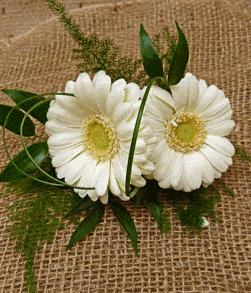 White gerbera buttonhole