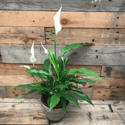 Peace Lily (Spathiphyllum